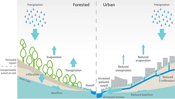Forested vs. urban catchments - development increases polluted runoff and erosion and lowers the water table