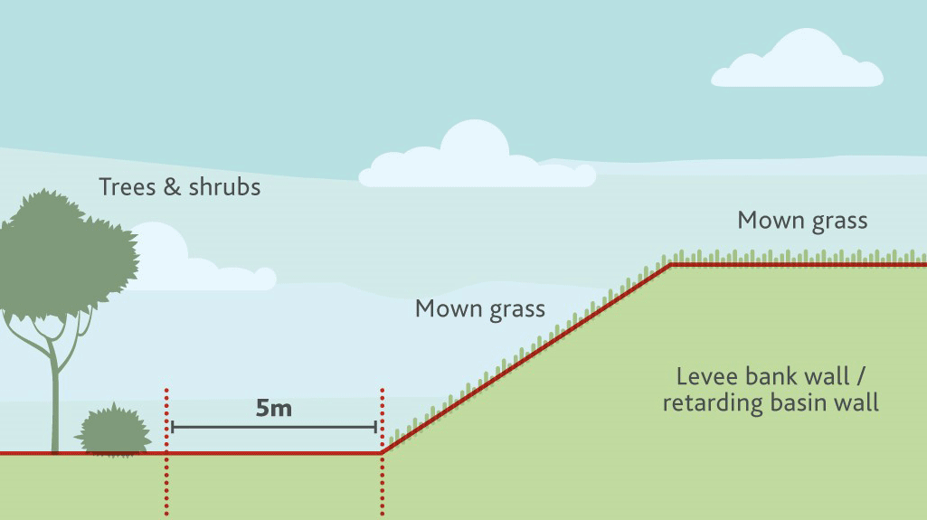 Cross-section of levee bank - diagram shows plantings 5m from the toe of the wall