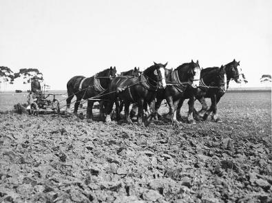Black and white photo of eight-horse team ploughing farmland
