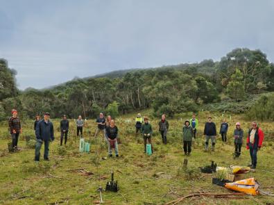 Landcare volunteer group planting trees at Arthurs Seat