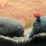 Amphipod and mite