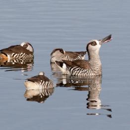 Pink-eared duck at the Western Treatment Plant