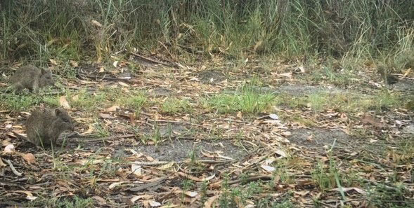 Two Long-nosed Potoroos and a Lewin’s Rail captured on one of the monitoring cameras