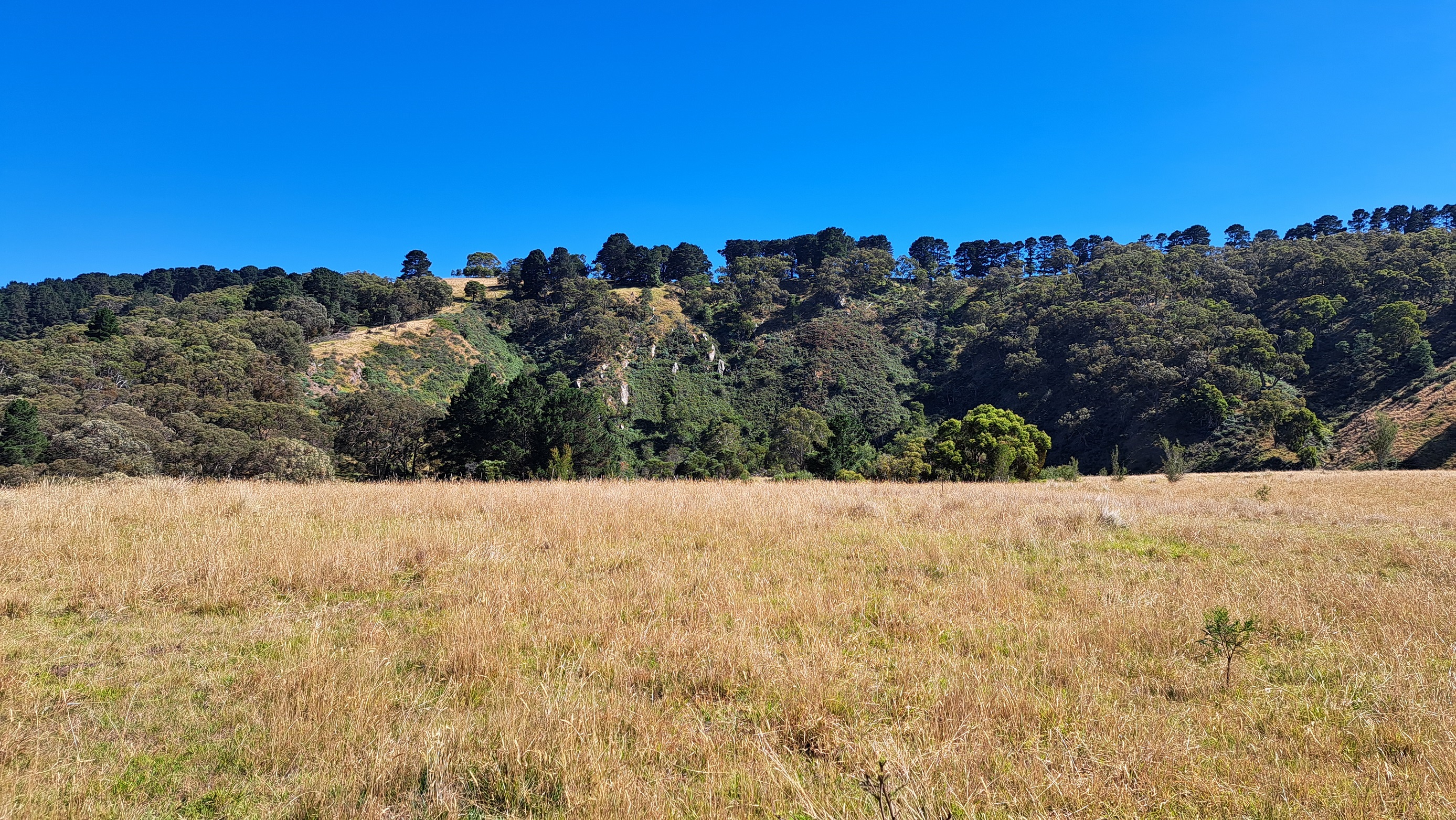 A field with trees in the background