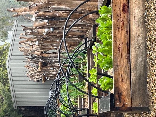 Kitchen garden with local timber, Wandin North Primary School