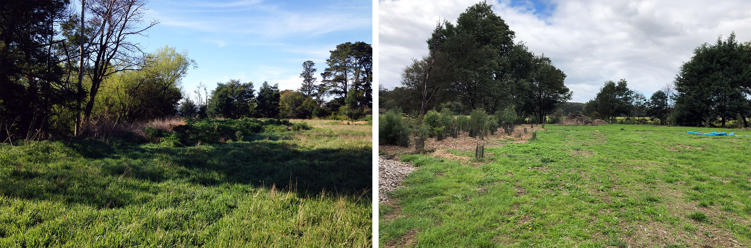 Photo composite of grassy area overshadowed by willow trees (before), and the same area with trees cleared