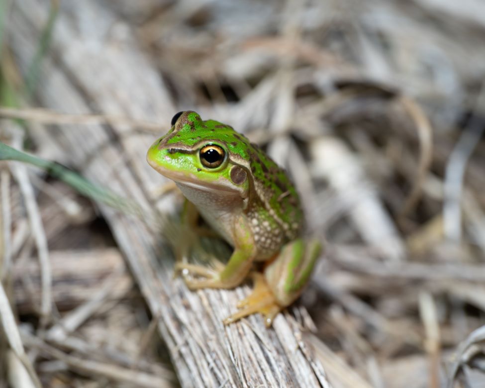 Photo credit: Dylan McClean, Ecology Australia