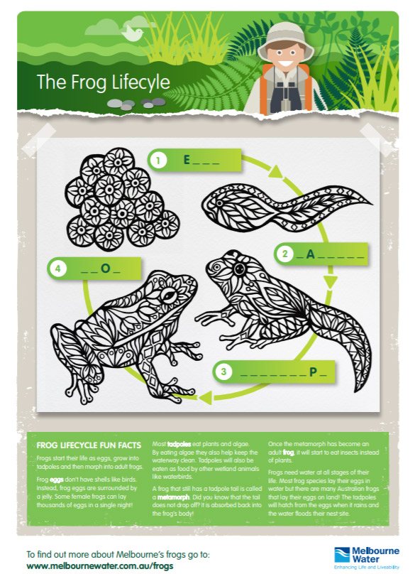 Frog lifecycle activity sheet