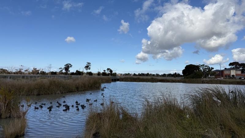 Gladstone Street Wetlands on a sunny day. 