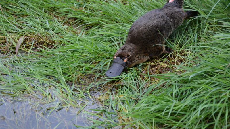 Platypus being released after a monitoring survey for Melbourne Water.