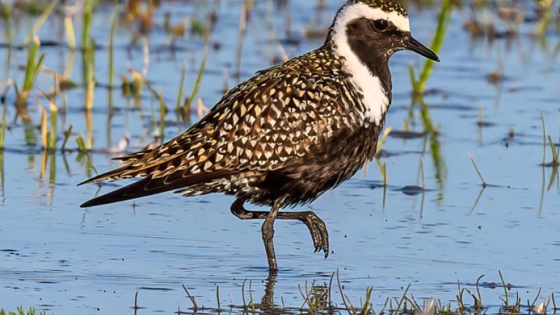 American Golden Plover. Photo Credit Carol Moyse.