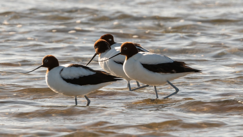 Red necked avocet