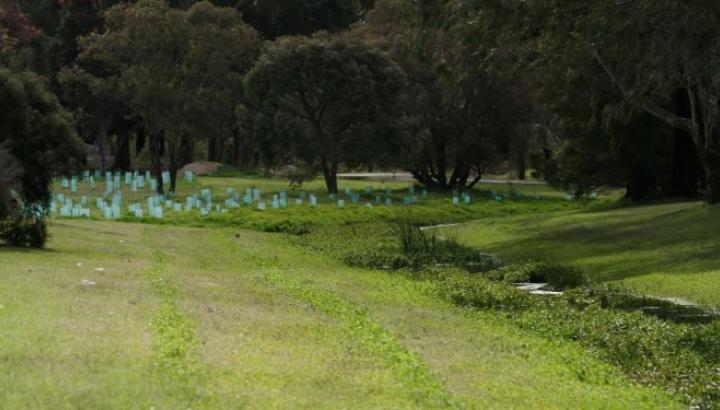 vegetation growing in the D1 Drain project area Werribee