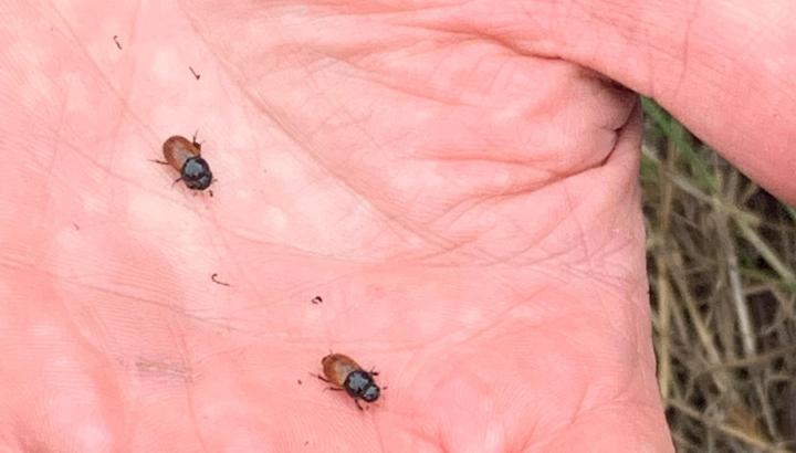 Two Dung Beetles on a hand