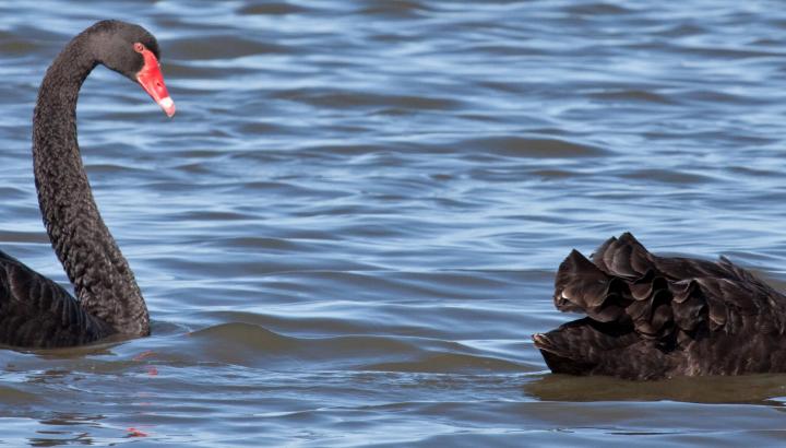Two black swans sighted at the Western Treatment Plant