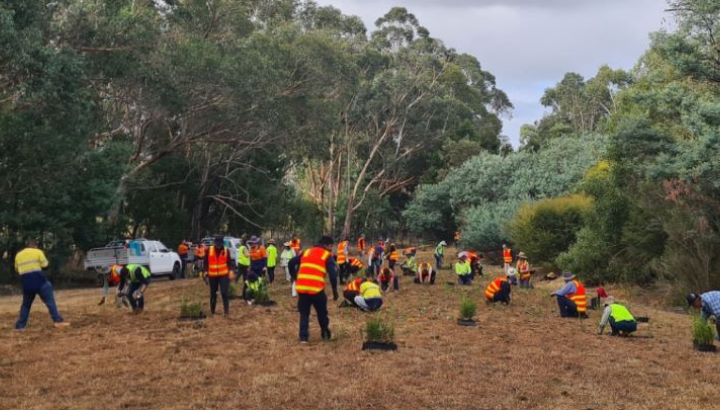 Habitat expansion the key to saving the Leadbeater’s Possum from extinction