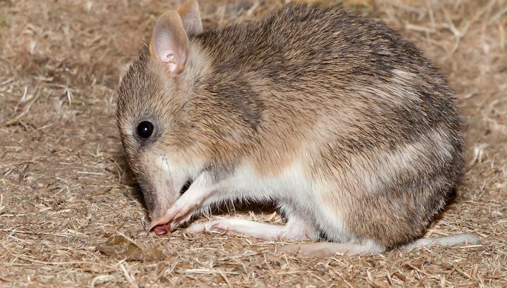 Eastern Barred Bandicoot. Credit: FAME