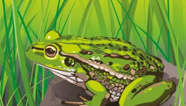 Frog sitting on rock in grasses illustration