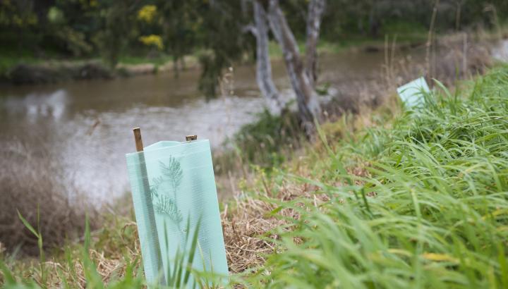 shrub and tree planting along a waterway