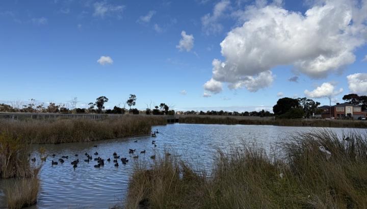 Gladstone Street Wetlands on a sunny day. 