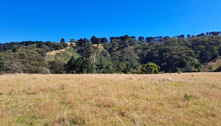 A field with trees in the background