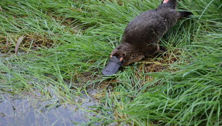 Platypus being released after a monitoring survey for Melbourne Water.