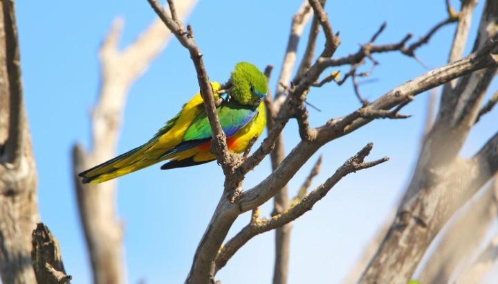 Image of an orange bellied parrot