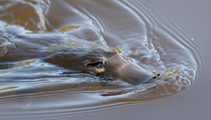 Platypus swimming in creek (Credit: Ian Wilson)