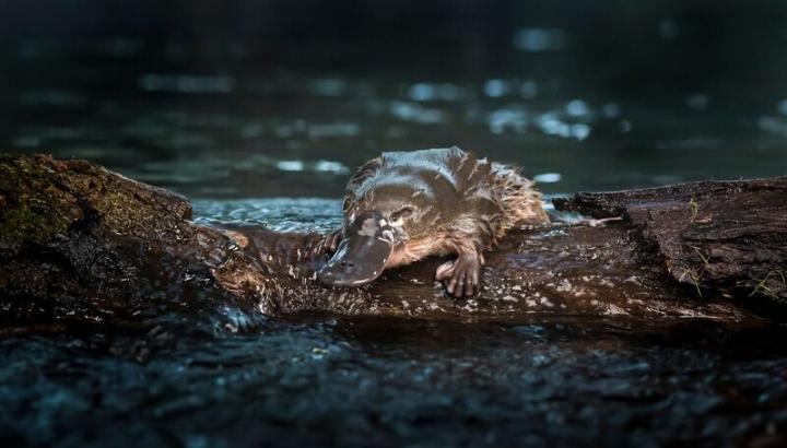 Platypus resting on a log