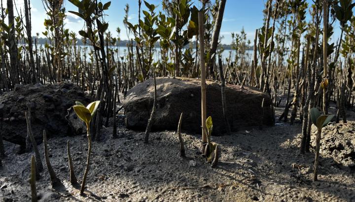Habitat restoration enhances Ramsar wetlands for native fish