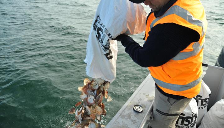 The creation of Shellfish Reef