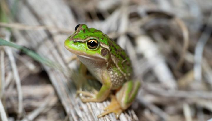 Photo credit: Dylan McClean, Ecology Australia