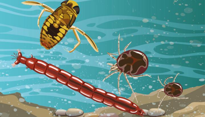 Illustration of underwater scene, with three waterbugs on the riverbed