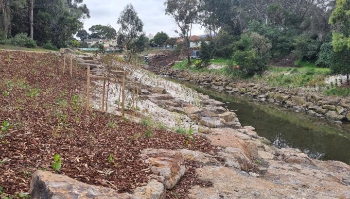 Native grasses, shrubs and trees planted along the creek banks (June 2024)