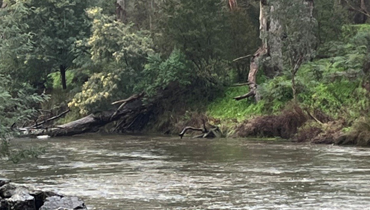 View of Birrarung from Warrandyte riverwalk