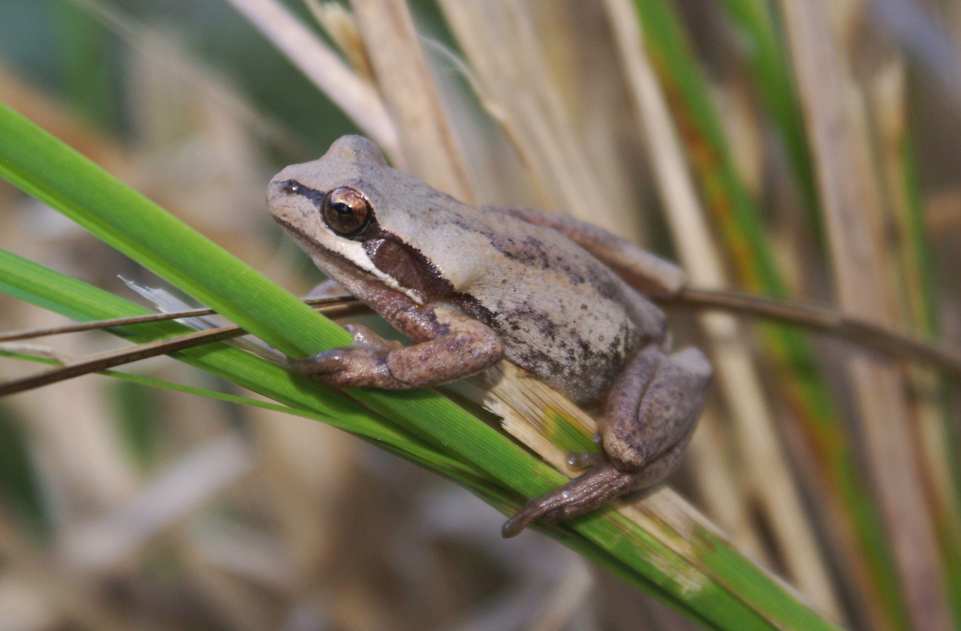 Southern brown tree frog, sitting on a reed.