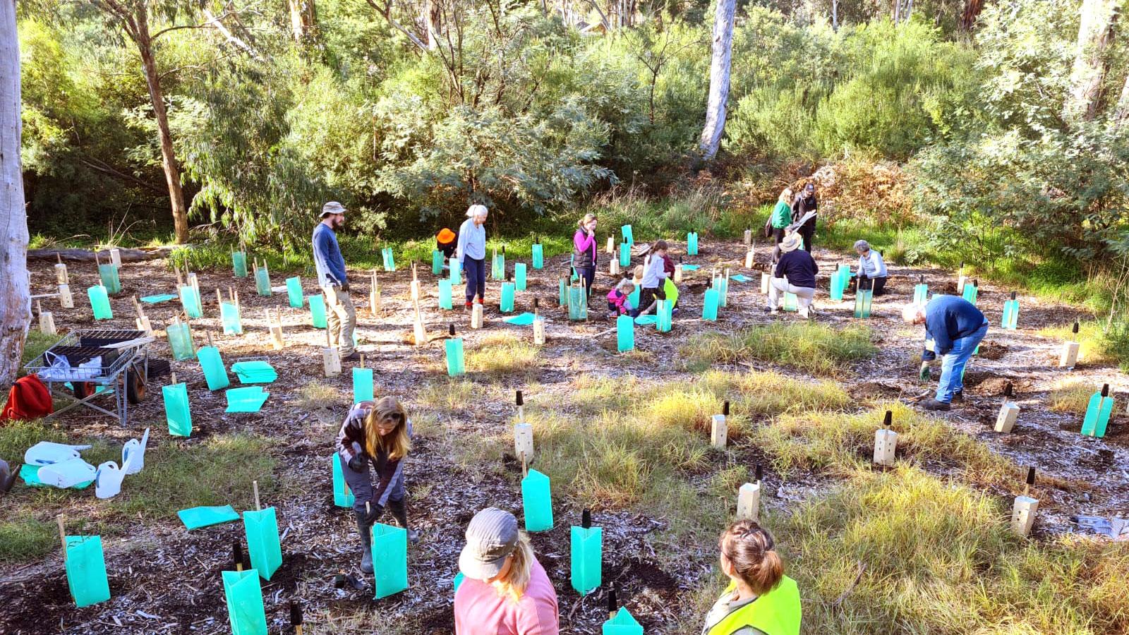 Planting 4 playtpus Melbourne Water