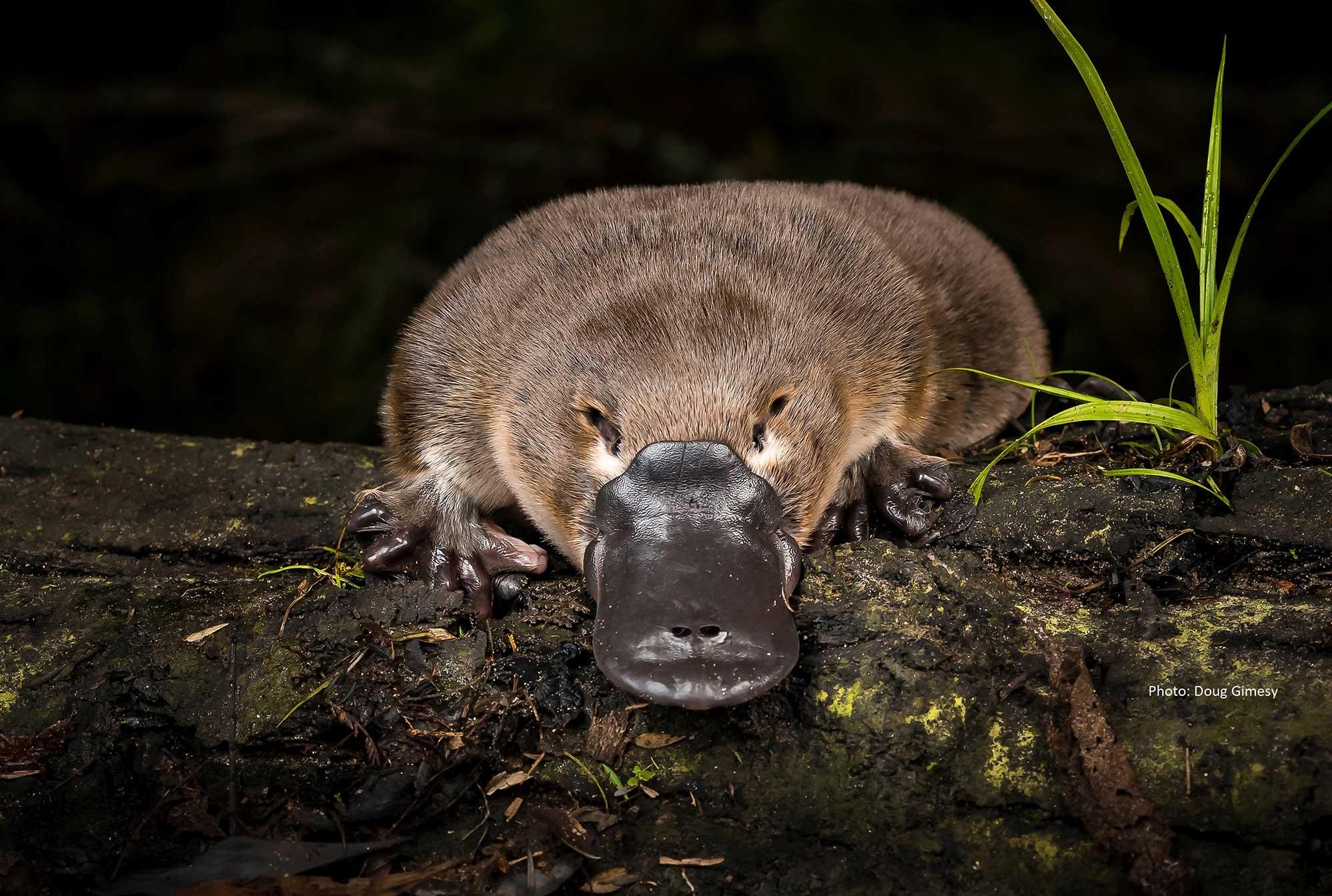 Platypus sits on a log at night