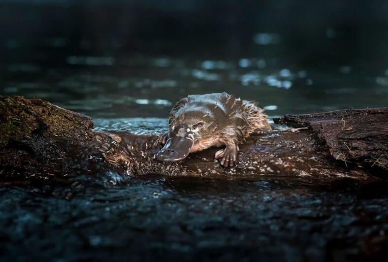platypus