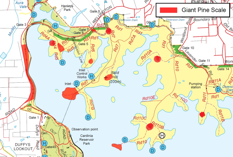 Map of giant pine scale in Cardinia Reservoir