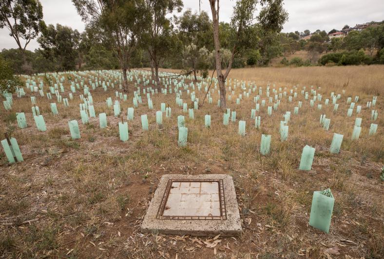 Planting around manhole