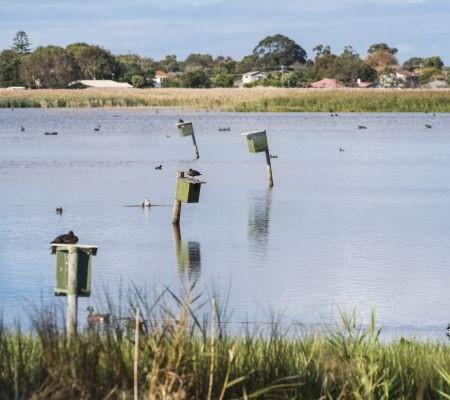 Edithvale wetland with bird boxes in the water