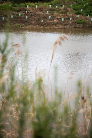 plants on a river