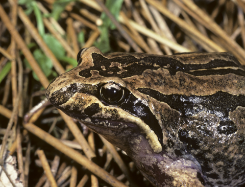 Striped Marsh Frog