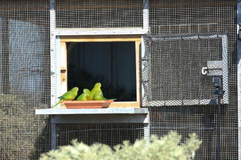 Parrots having a feed