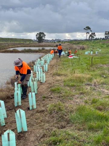 Tree planting at Tarneit