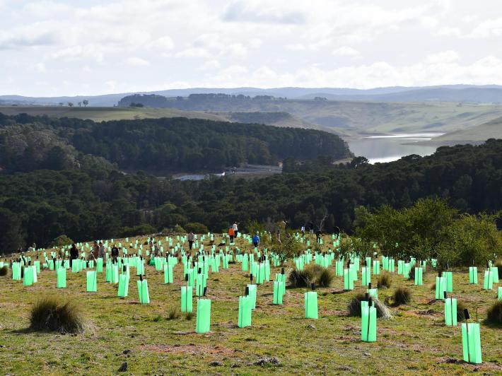 the 2025 Grow West community planting day