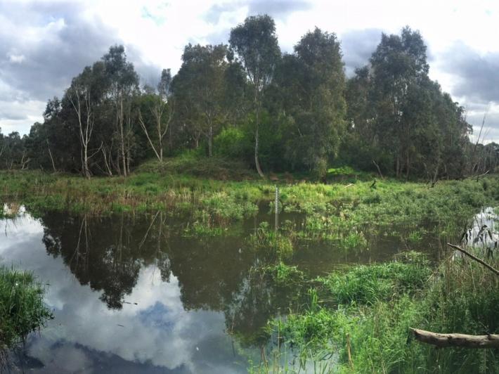 Banyule Billabong