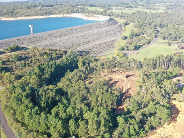 Pine tree removals in Cardinia Reservoir Park
