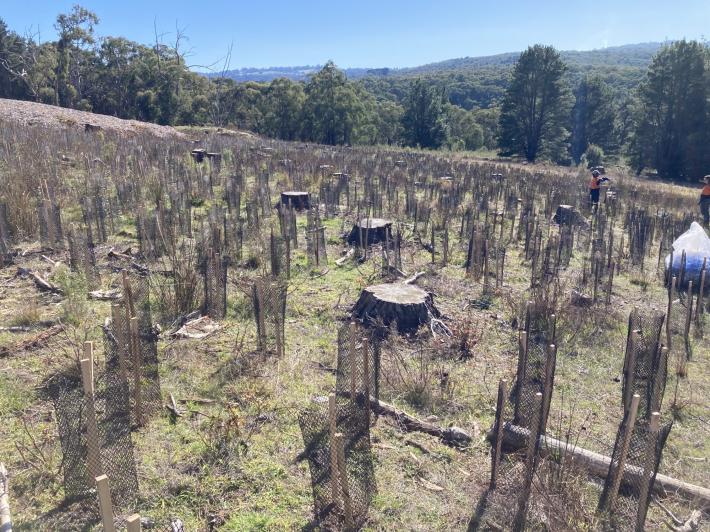 Native revegetation, Cardinia Reservoir